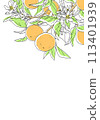 Simple design of orange with branch 113401939