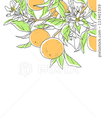 Simple design of orange with branch 113401939
