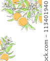 Simple design of orange with branch 113401940
