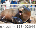 Threatening sea lion 113402044