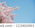 Cherry blossoms in full bloom shining in the blue sky 113402063