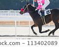 Racecourse Horses 113402089