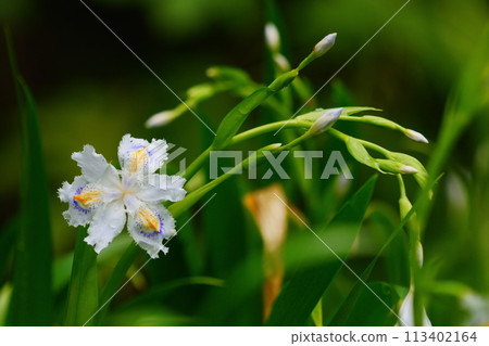 Close up of Chaga flowers Close up of Chaga flowers 113402164