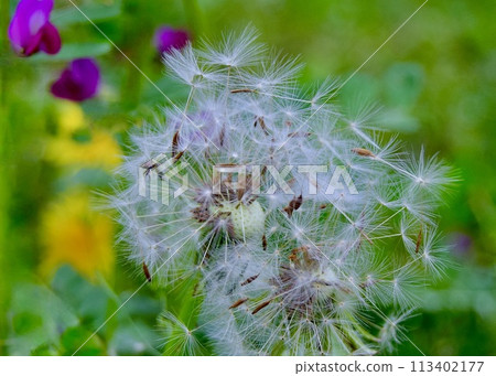 The dandelion sets off on its journey. The dandelion sets off on its journey. 113402177