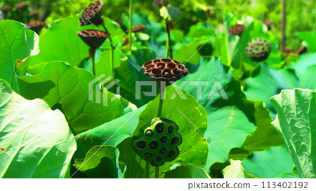 Scenery of lotus seeds at Adachi Horinouchi Park in Adachi Ward, Tokyo Scenery of lotus seeds at Adachi Horinouchi Park in Adachi Ward, Tokyo 113402192
