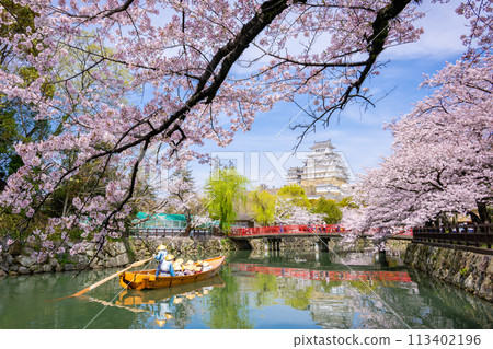 Cherry blossoms in full bloom and Himeji castle 113402196