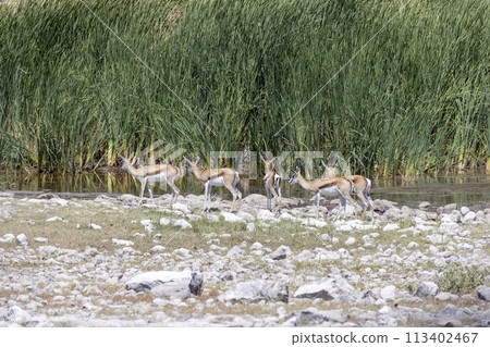 Picture of a group of springboks with horns in Etosha National Park in Namibia 113402467