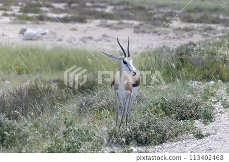 Picture of a springbok with horns in Etosha National Park in Namibia 113402468