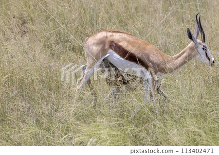 Picture of a springbok with horns in Etosha National Park in Namibia 113402471