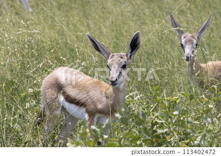 Picture of a springbok with horns in Etosha National Park in Namibia Picture of a springbok with horns in Etosha National Park in Namibia 113402472