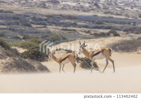 Picture of two springboks with horns in on a sand dune in Namib desert in Namibia 113402482