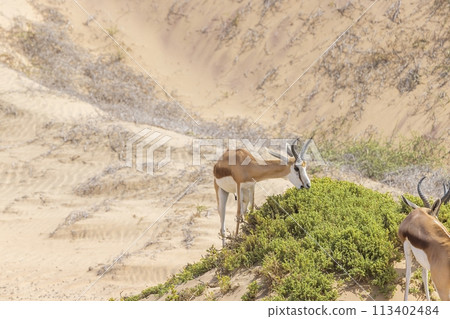 Picture of a group of springboks with horns in on a sand dune in Namib desert in Namibia Picture of a group of springboks with horns in on a sand dune in Namib desert in Namibia 113402484
