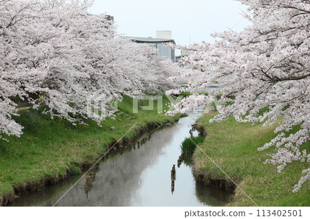 排櫻桃樹 113402501