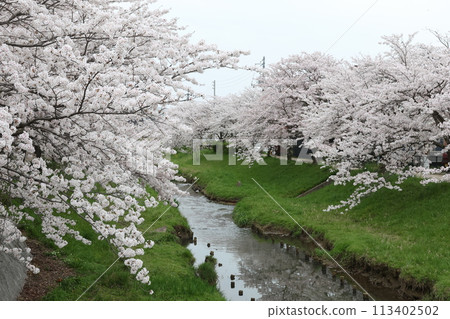 排櫻桃樹 排櫻桃樹 113402502