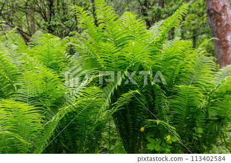 Green fern in a forest Green fern in a forest 113402584