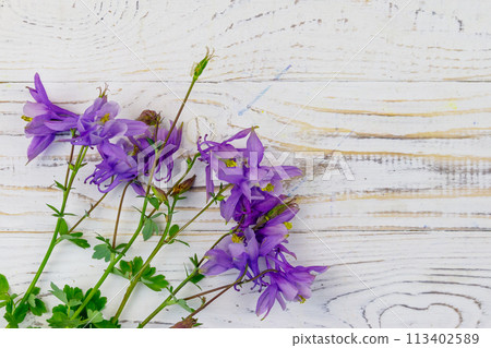 Blue columbine flowers on a white wooden background. Top view, copy space Blue columbine flowers on a white wooden background. Top view, copy space 113402589
