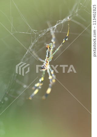 Spider web Spider web 113402825
