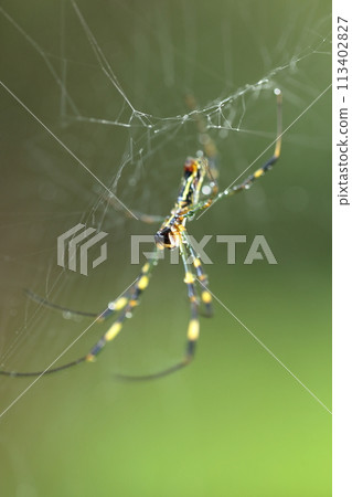 Spider web Spider web 113402827