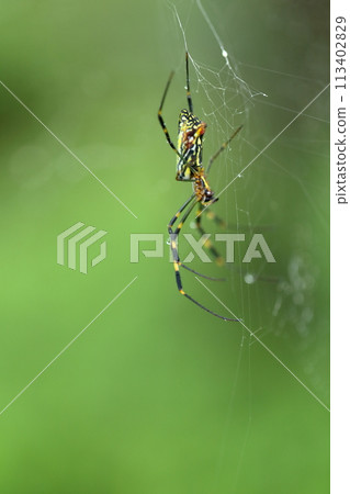 Spider web Spider web 113402829