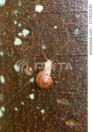 Snail and rain-soaked tree trunk Snail and rain-soaked tree trunk 113402830