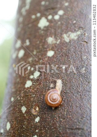 Snail and rain-soaked tree trunk Snail and rain-soaked tree trunk 113402832