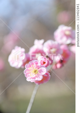 垂枝梅,美麗的粉紅色花 垂枝梅,美麗的粉紅色花 113402841