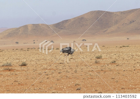 Picture of a running ostrich on open savannah in Namibia during the 113403592