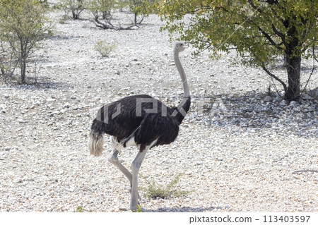 Picture of a running ostrich on open savannah in Namibia during the Picture of a running ostrich on open savannah in Namibia during the 113403597