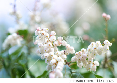 白色背景上的淡粉紅色花朵，看起來像微型鈴蘭，也稱為醉馬樹。 113404480