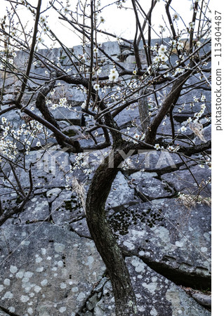 岩手縣岩手城遺址公園內長滿青苔的花崗岩牆和明亮的早開白梅花 113404487