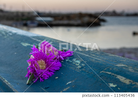 Hottentot fig blossom on a blue wooden boat 113405436