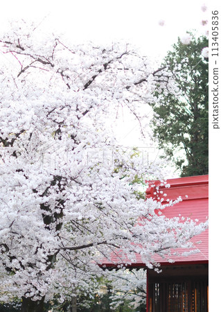 櫻花盛開 櫻花盛開 113405836