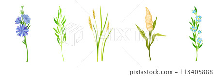 Wild Flowers and Herbaceous Flowering Plants Vector Set 113405888