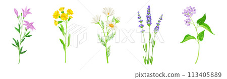Wild Flowers and Herbaceous Flowering Plants Vector Set 113405889