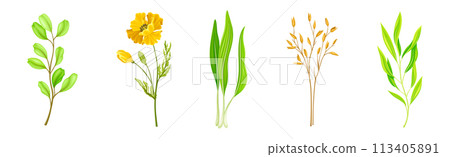 Wild Flowers and Herbaceous Flowering Plants Vector Set 113405891