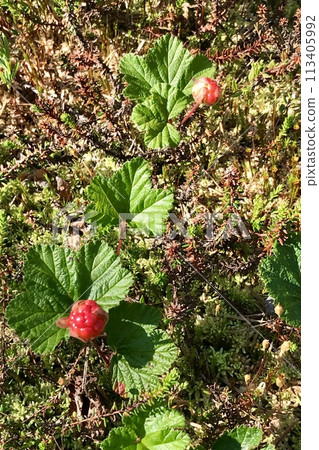 Wild marsh berry cloudberry ripened in forest swamp in middle of summer. Close-up Wild marsh berry cloudberry ripened in forest swamp in middle of summer. Close-up 113405992