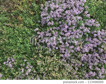 Thyme flowers blooming on a hillside in a forest in nature 113406000