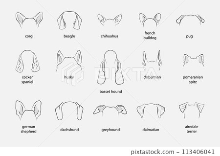 Different Dogs Ears Sign Black Thin Line Icon Set Include of Dachshund and Chihuahua. Vector illustration of Icons Different Dogs Ears Sign Black Thin Line Icon Set Include of Dachshund and Chihuahua. Vector illustration of Icons 113406041