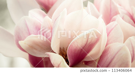 Magnolia Sulanjana flowers with petals in the spring season. beautiful pink magnolia flowers in spring, selective focusing. Magnolia Sulanjana flowers with petals in the spring season. beautiful pink magnolia flowers in spring, selective focusing. 113406064