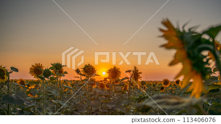 Field sunflowers in the warm light of the setting sun. Summer time. Concept agriculture oil production growing. 113406076
