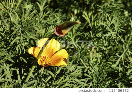 Flower of orange golden poppy Flower of orange golden poppy 113406382