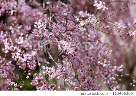 Chuetsu家族的中部櫻花 113406390