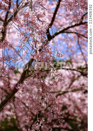 Chuetsu家族的中部櫻花 113406392