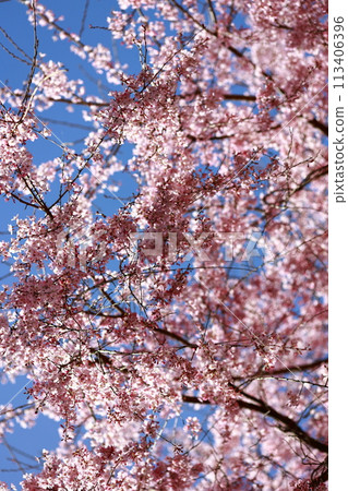 Chubu cherry blossoms of the Chuetsu family 113406396