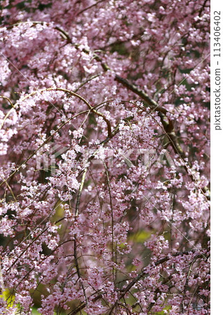 Chubu cherry blossoms of the Chuetsu family 113406402