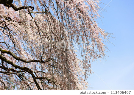 Chubu cherry blossoms of the Chuetsu family 113406407