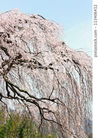 Chubu cherry blossoms of the Chuetsu family 113406412