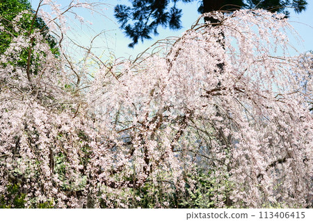 Chuetsu家族的中部櫻花 Chuetsu家族的中部櫻花 113406415