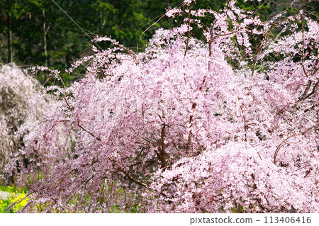 Chuetsu家族的中部櫻花 Chuetsu家族的中部櫻花 113406416