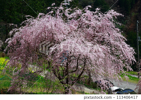 Chubu cherry blossoms of the Chuetsu family 113406417
